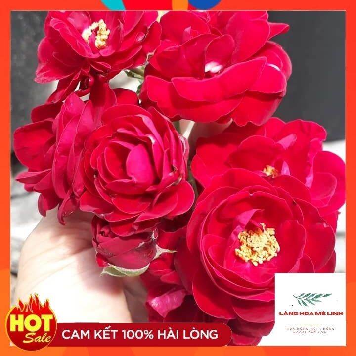 BST những giống hoa hồng ngoại màu đỏ tuyệt đẹp