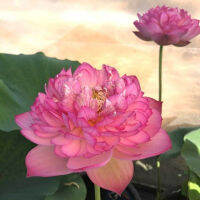 5 เมล็ดพันธุ์ บัว สายพันธุ์ Super Excellent-Pink Lotus สีชมพู นำเข้าจาก อเมริกา เพาะปลูกและเก็บเมล็ดในไทย ขยายพันธุ์ในไทยได้