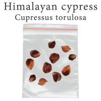 เมล็ดสน Cupressus torulosa 500 มิลลิกรัม Himalayan cypress สนไซเปรส หิมาลัย บอนไซ