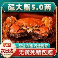 Spot parcel post Full Yellow Hairy Crab Fresh Extra Large 6.0 Two Crabs June Yellow Seafood Aquatic Gift 16 Only