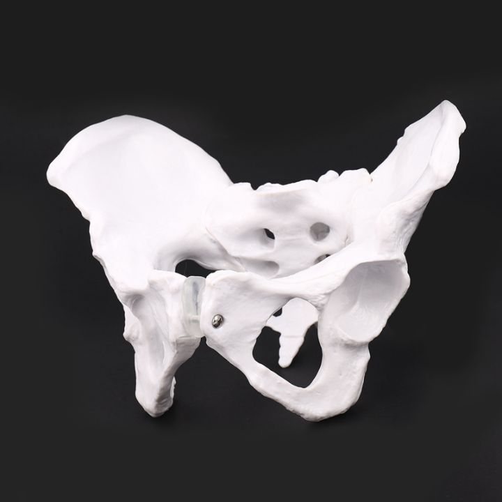 female-anatomy-pelvis-pelvic-skeleton-throat-anatomical-anatomy-skull-sculpture-head-body-model