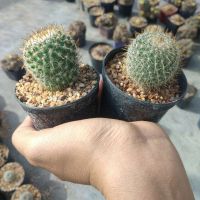 ??โคลัมเบียน่า ?? Mammillaria columbiana ไม้เมล็ด ขนาด  3-5 ซม. ต้นกระบองเพชร ต้นแคคตัส (แคคตัส กระบองเพชร)