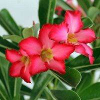 12 เมล็ด เมล็ดพันธุ์ ชวนชม สายพันธุ์ไต้หวัน ดอกชั้นเดียว Adenium Seeds กุหลาบทะเลทราย Desert Rose ราชินีบอนไซ อัตราการงอกสูง 80-90% มีคู่มือปลูก