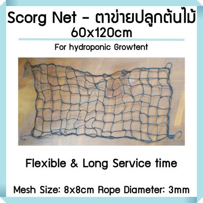 ตาข่ายปลูกต้นไม้ Scrog Net สำเร็จรูป สำหรับ Plant stress training (ช่องตาข่าย: 8x8cm) ขนาด: 60x120, 70x70, 100x100, 120x120, 150x150 cm จัดส่งจากไทย Trellis Net