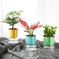 【CC】 Simplicity Transparent Color Straight Potted Absorption Flowerpot Resin