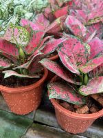 อโกลนีมา อัญมณีแดง Aglaonema sp. ‘Anyamanidaeng’ ขนาด 5-6 นิ้ว