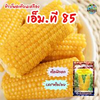 เมล็ดข้าวโพดเทียนเหลือง เอ็ม.ที.58 Yellow Waxy Corn เมล็ดพันธุ์ข้าวโพด เมล็ดข้าวโพด เมล็ดผักสวนครัว ตราภูเขาทอง