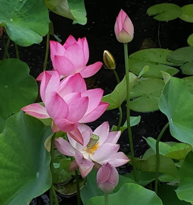 5 เมล็ด บัวนอก บัวนำเข้า บัวสายพันธุ์ Princess Harper of Ten Mile Creek LOTUS สีชมพู สวยงาม ปลูกในสภาพอากาศประเทศไทยได้ ขยายพันธุ์ง่าย เมล็ดสด