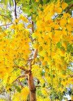 ลดราคาถูกพิเศษ เมล็ดราชพฤกษ์ Indian Laburnum คูน ต้นคูน ราชพริก ลมแล้ง ลักเกลือ ลักเคย กุเพยะ ปูโย ปีอยู เปอโซ แมะหล่าอยู่ 50 เมล็ด