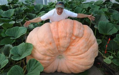 เมล็ดฟักทองยักษ์Atlantic Giant Pumpkin บรรจุจำนวน5เมล็ด  ใหญ่ที่สุดในโลกผลใหญ่มากหนักเกือบ1 ตัน