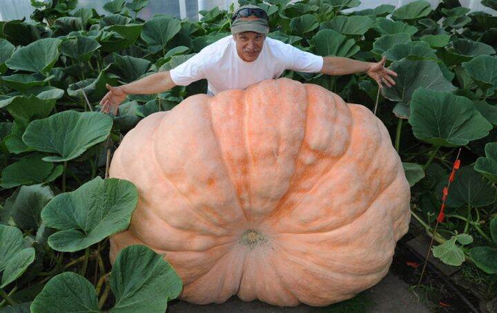 ฟักทองยักษ์-บรรจุ5เมล็ด-atlantic-giant-pumpkin-ใหญ่ที่สุดในโลก-ผลใหญ่มากหนักเกือบ1-ตัน