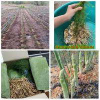 ( Promotion ) สุดคุ้ม (ขายเป็นเซต10ต้น) (ขาย เหง้า พันธุ์) ต้น หัว เหง้า หน่อไม้ฝรั่ง asparagus ตะวัน ทอแสง / happy ราคาถูก พรรณ ไม้ น้ำ พรรณ ไม้ ทุก ชนิด พรรณ ไม้ น้ำ สวยงาม พรรณ ไม้ มงคล
