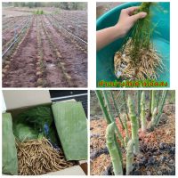 ( Pro+++ ) คุ้มค่า (ขายเป็นเซต10ต้น) (ขาย เหง้า พันธุ์) ต้น หัว เหง้า หน่อไม้ฝรั่ง asparagus ตะวัน ทอแสง / happy ราคาดี พรรณ ไม้ น้ำ พรรณ ไม้ ทุก ชนิด พรรณ ไม้ น้ำ สวยงาม พรรณ ไม้ มงคล