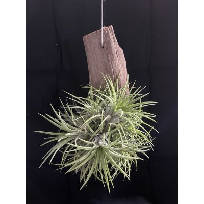 โปรโมชั่น+++ Tillandsia Ionantha ไอโอนันทา เกาะตอไม้ ราคาถูก อุปกรณ์ ทาสี บ้าน แปรง ทาสี ลายไม้ อุปกรณ์ ทาสี ห้อง เครื่องมือ ทาสี