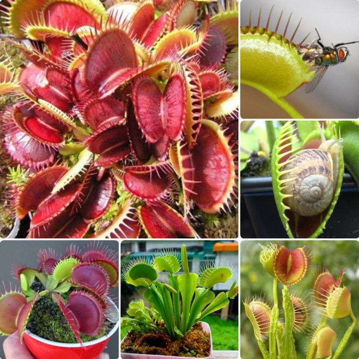 High Quality Venus Flytrap Seeds (50pcs/bag) Interesting Carnivorous