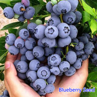 เมล็ด คุณภาพดี ราคาถูก เมล็ดพันธุ์แท้ 100% บลูเบอร์รี่ Blueberry Seed（30 Pcs）พันธุ์ไม้ผล เมล็ดพันธุ์ ต้นผลไม้ ต้นไม้ฟอกอากาศ ต้นไม้มงคล บอนไซ ต้นไม้มงคล ต้นไม้ประดับ เมล็ดดอกไม้ Plants Seeds for Gardening ปลูกง่าย ปลูกได้ทั่วไทย ของแท้ 100%