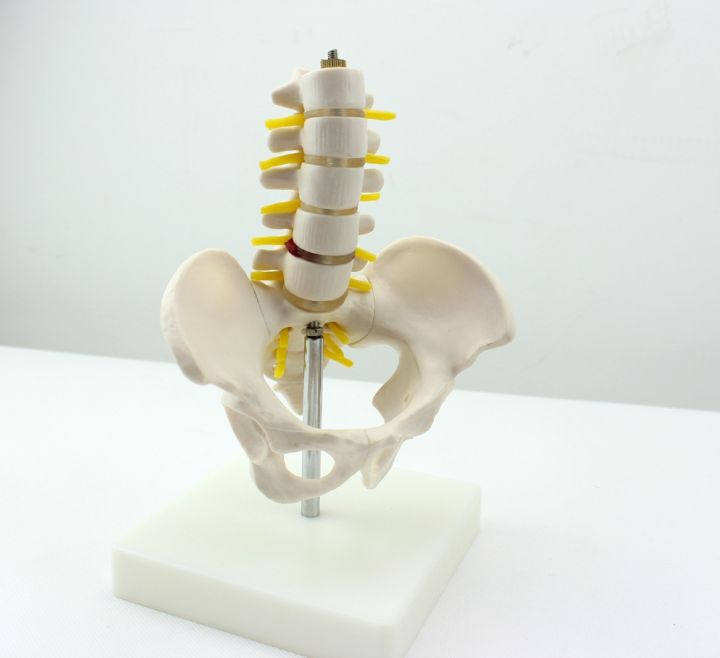 Enovo H Small Pelvic Girdle Five Lumbar Spine Models Orthopaedic Model Human Bones Th 9627