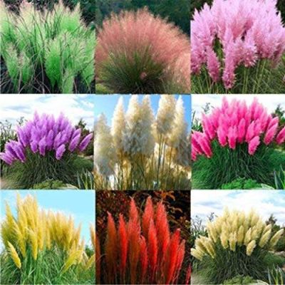 100 เมล็ดหญ้า หญ้าภูเขา หญ้าแพมพัส Pampas grass แปมปัส นำเข้าจาก USA อัตราการงอกของเมล็ด 80-85%