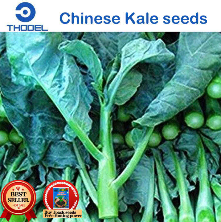 CHINESE BROCCOLI / KALE Kailaan / Chinese Kale Vegetable Seeds Lazada PH