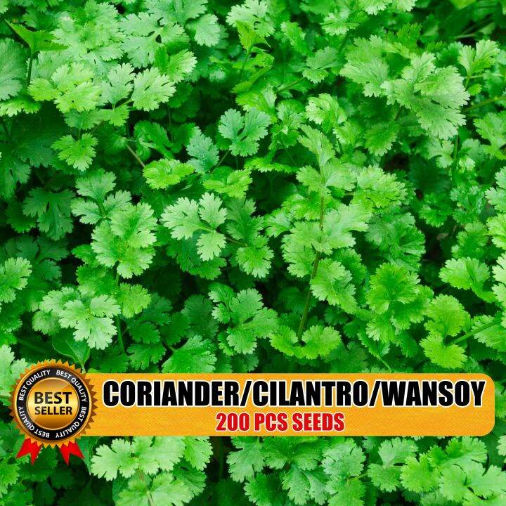 100PCS SEEDS CILANTRO/CORIANDER/WANSOY/HERBS/EASY TO PLANT/HIGH
