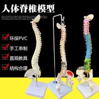 Medical human body skeleton model vertebral spine 1:1 adult medicine bonesetting practice cervical lumbar spine