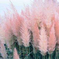 100 เมล็ดหญ้า หญ้าภูเขา หญ้าแพมพัส Pampas grass แปมปัส นำเข้าจาก USA อัตราการงอกสูง 80-85%