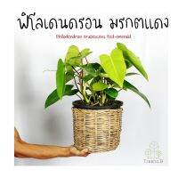 ( Pro+++ )++ T238☘️ ฟิโลเดนดรอนมรกตแดง Philodendron erubescens.ต้นใหญ่สูง 60 ซม.กระถาง 10 นิ้ว ใบขนาดใหญ่ ต้นไม้ใหญ่ฟอกอากาศ ราคาดี ต้นไม้ ฟอก อากาศ กระถาง ต้นไม้ ไม้ ประดับ ต้นไม้ ปลูก ใน บ้าน