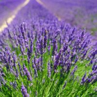 เมล็ดพันธุ์ ลาเวนเดอร์ Lavendula angustifolia lavender 100 เมล็ด เมล็ดพันธุ์นำเข้าจาก อังกฤษ Garden Seeds