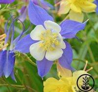 เมล็ดพันธุ์ โคลัมไบน์ aquilegia vulgaris var. stellata columbine barlow 50 เมล็ด เมล็ดพันธุ์นำเข้าจาก อังกฤษ