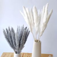 Grey Pampas Grass Decor Whit Dried Flowers Bouquet Artificial Plants Wholesale Wedding Party Home Craft Supplies Props for Photo