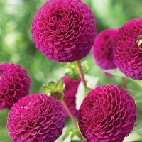 20 เมล็ดพันธุ์ รักเร่ Dahlia Seeds สายพันธุ์ ROCCO สีม่วง รักเร่ รักแรกพบ ดอกไม้แห่งมิตรภาพ ความรักเริ่มต้น เพาะเลี้ยงง่าย ตั้งโต๊ะทำงาน