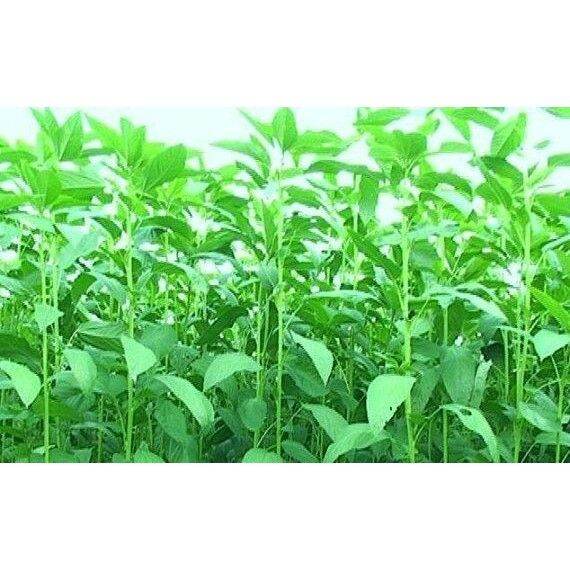 Japanese Saluyot buy 1 take 1， 50 seeds (not plants) repack Nalta jute from Greenseeds Lazada PH