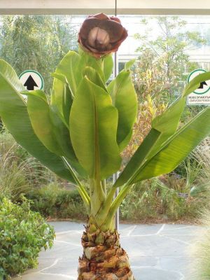 10 เมล็ดพันธุ์ Bonsai กล้วยผาแดง กล้วยโบราณหายาก กล้วยมงคลต้นใหญ่ทรงพุ่มฟอร์มใบสวย (Ensete superbum) มีคู่มือพร้อมปลูก อัตรางอก 80-85%