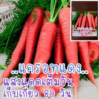 เมล็ดพัน​ธุ์​ แครอทสีแดงซื้อ 1 แถม 1，50 เมล็ด (ไม่ใช่พืช)