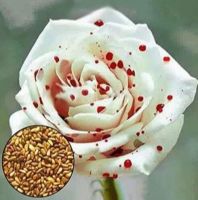 30 เมล็ด เมล็ดพันธุ์ Garden Seeds กุหลาบ กุหลาบสีเลือด White Blood Rose seed ดอกใหญ่ นำเข้าจากต่างประเทศ พร้อมคู่มือ เมล็ดสด ใหม่