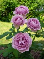 28 เมล็ด เมล็ดพันธุ์ Home Seed  กุหลาบพวง Floribunda Rose Seeds สีม่วง ดอกหอม นำเข้าจากต่างประเทศ