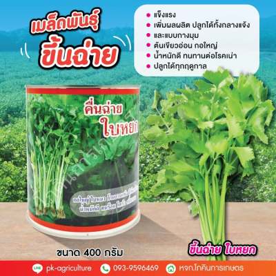 เมล็ดพันธุ์คื่นฉ่าย ใบหยก ขนาด 400 กรัม