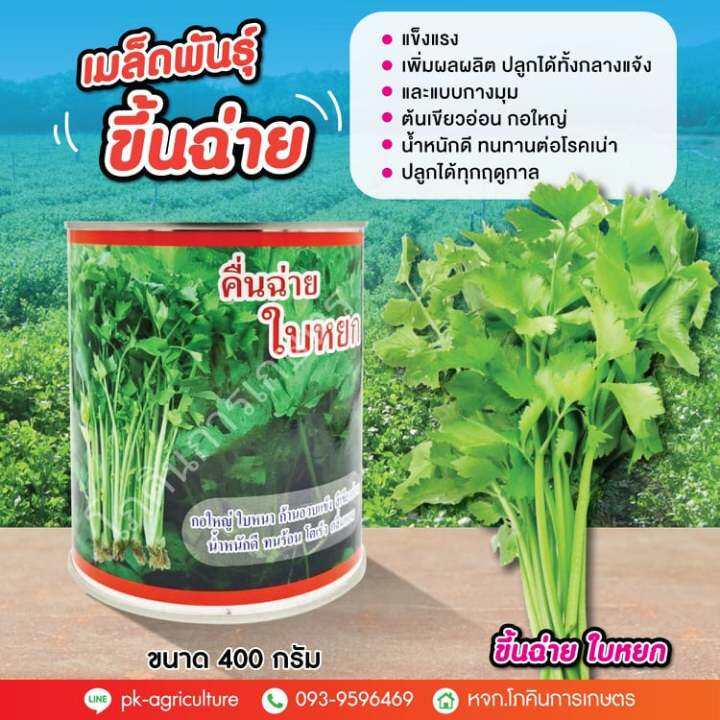 เมล็ดพันธุ์คื่นฉ่าย-ใบหยก-ขนาด-400-กรัม