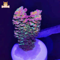 BP【ready Stock】10Pcs Ceramic Coral Frag Plugs T-Shaped Plate Base Long Service Life Aquarium Fish Tank AccessoriesCOD【cod】