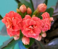 30 เมล็ดพันธุ์ Bonsai เมล็ด กุหลาบหินดอกซ้อน ไม้อวบน้ำ กุหลาบหิน Kalanchoe blossfeldiana Seed อัตราการงอกของเมล็ด 80-85%