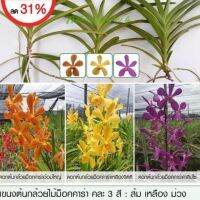 ( Promotion+++) คุ้มที่สุด แขนงกล้วยไม้ม็อคคาร่าคละ 3 สี สีละต้น สีส้ม สีเหลือง สีม่วง (Mokara Mixed Plant) Sale Price ลดค่ะ ราคาดี พรรณ ไม้ น้ำ พรรณ ไม้ ทุก ชนิด พรรณ ไม้ น้ำ สวยงาม พรรณ ไม้ มงคล