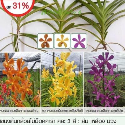 HOT** แขนงกล้วยไม้ม็อคคาร่าคละ 3 สี สีละต้น สีส้ม สีเหลือง สีม่วง (Mokara Mixed Plant) Sale Price ลดค่ะ ส่งด่วน พรรณ ไม้ น้ำ พรรณ ไม้ ทุก ชนิด พรรณ ไม้ น้ำ สวยงาม พรรณ ไม้ มงคล