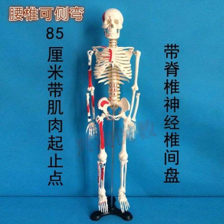 medical-human-skeleton-skeleton-model-small-45-85170-cm-medical-fine-arts-white-skeleton-teaching-yoga-body-ridge