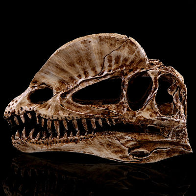 JAPAN โมเดล หัวกะโหลก ไดโนเสาร์ Dinosaur สุดโหด วัสดุ เรซิ่น Resin กะโหลกผี Skull ตกแต่งบ้าน ปาร์ตี้ฮาโลวีน Halloween โครงกระดูก หัวกะโหลกจำลอง ของขวัญ Gift  Limited edition ของสะสมคอลเลคชั่นพิเศษ Collection