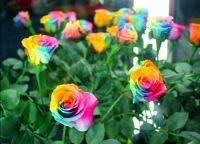 30 เมล็ด เมล็ดพันธุ์ ดอกกุหลาบ สีเรนโบว์ พันธุ์แคระ กุหลาบจิ๋ว Rose Seed