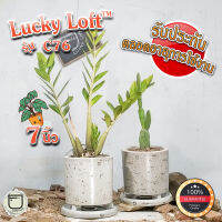 กระถางปูน 7x6 นิ้ว กระถางต้นไม้ ทรงกระบอก มินิมอล&amp;ลอฟท์ "Lucky  Loft™ C76"