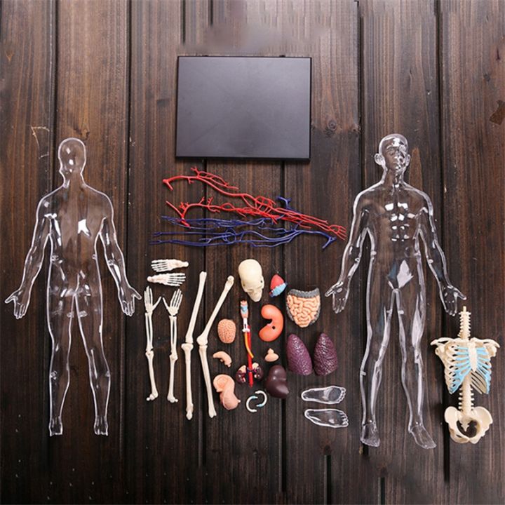 medical-torso-human-body-model-education-internal-organs-model-for-student-teaching-study-transparent-assembling-model