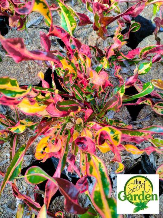 Croton Crumpled Orange with FREE plastic pot, pebbles and garden soil