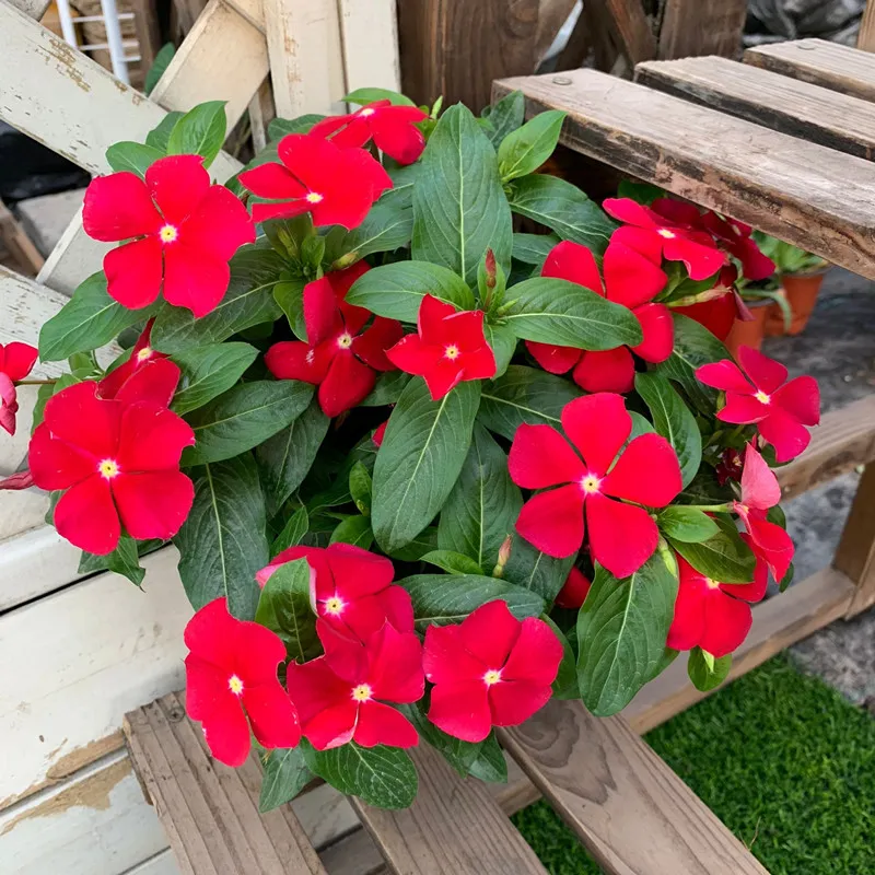 [High Quality Easy To Grow Seeds] 35pcs Potted Vinca Seeds Assorted Mix