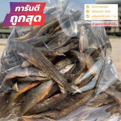 ปลาหลด 500กรัม